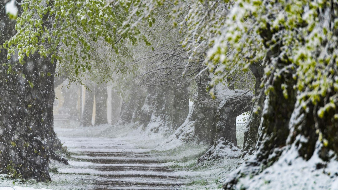 Lime tree alley (Tilia) with fresh green foliage in heavy snowfall, Nassenbeuren, Unterallgaeu, Bava...