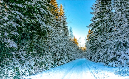 Winter road in winter nature forest