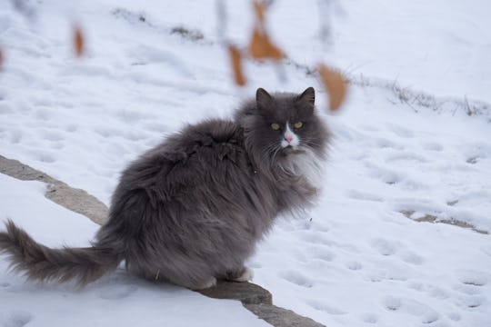 fluffy gray cat in snow