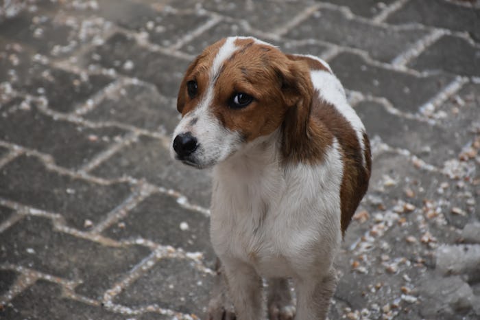 Cute Puppy Outside