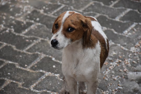 Cute Puppy Outside