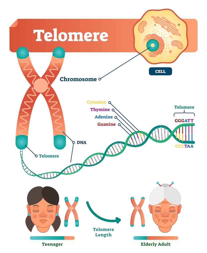 Telomere vector illustration. Educational and medical scheme with cell, chromosome and DNA. Labeled ...