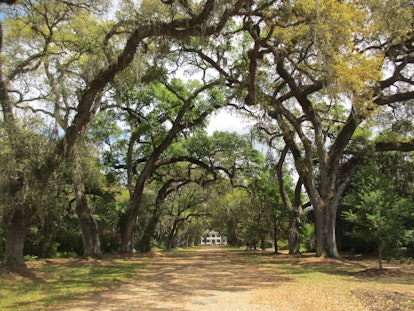 Oak Trees leading to a plantation home