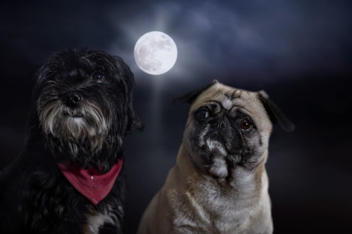 Two dogs with full moon and her behaviour