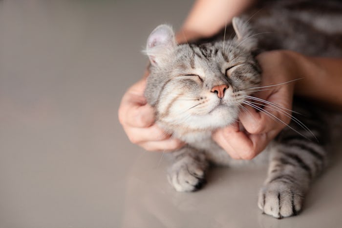happy cat lovely comfortable sleeping by the woman stroking hand grip at . love to animals concept .