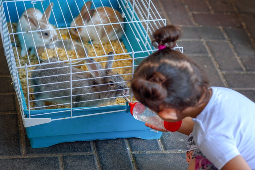Cute little girl feeding rabbit on the farm. Toddler child give water to the animal from feeding wat...