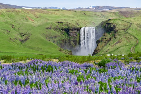 Skogafoss Waterfall, Iceland. Summer landscape with blooming lupines. Beauty in nature