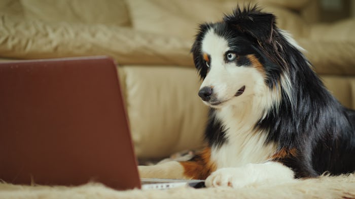 The Australian Shepherd dog looks at the video on the laptop screen. Funny video with animals concep...