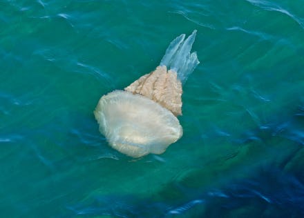 Barrel Jellyfish swimming in the Axe Estuary, Devon