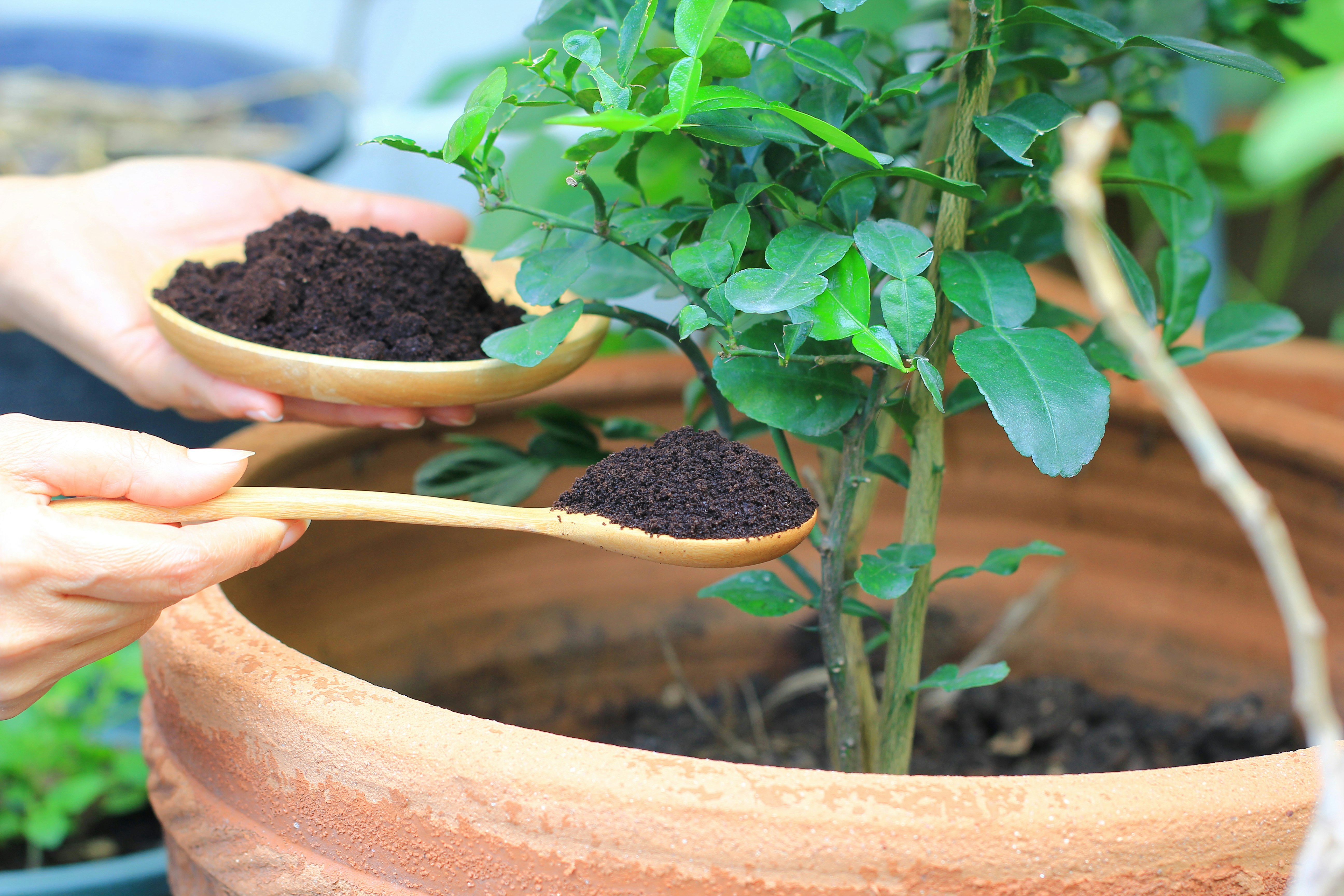 Can You Water Plants With Coffee The Drink Has Some Hidden Horticultural Benefits