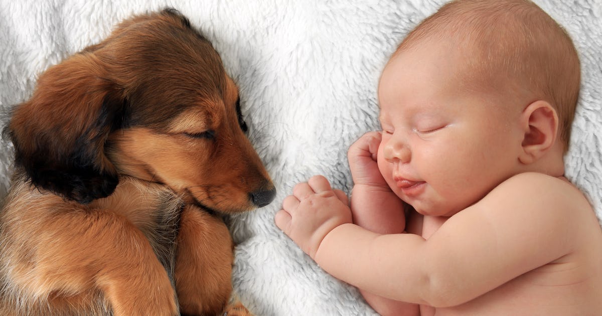 22 Baby Dog Photo Shoot Ideas You Ll Want To Steal Asap 22 Baby Dog Photo Shoot Ideas You Ll Want To Steal Asap