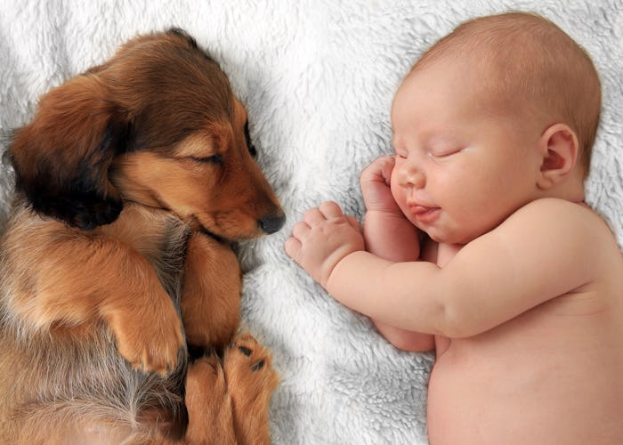 Newborn baby girl and dachshund puppy asleep on a white blanket.