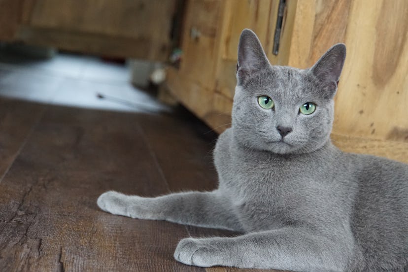 Russian Blue Cat lying on the floor