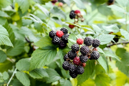 Blackberry growing in garden. Ripe and unripe blackberries on bush with selective focus. Berry backg...