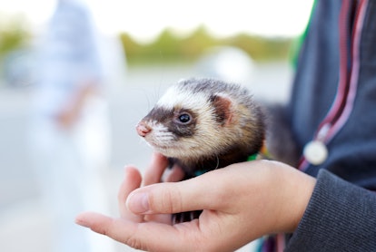 Ferret in the hand of the man