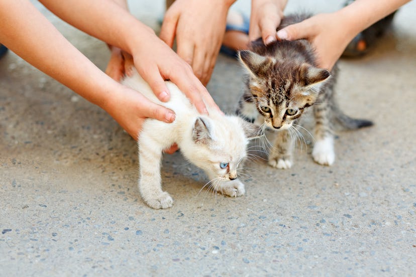 Children's hands petting two little wild kittens. The concept of respect for human animals.