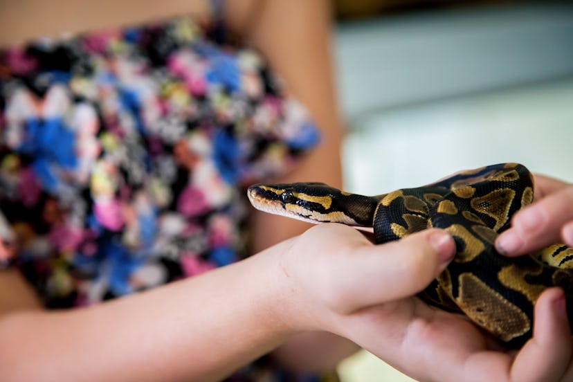 A little girl holds small ball python.  The snake is looking at the camera.