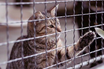 Abandoned cat behind the fence in animal shelter. Pet adoption. Playful tabby cat.