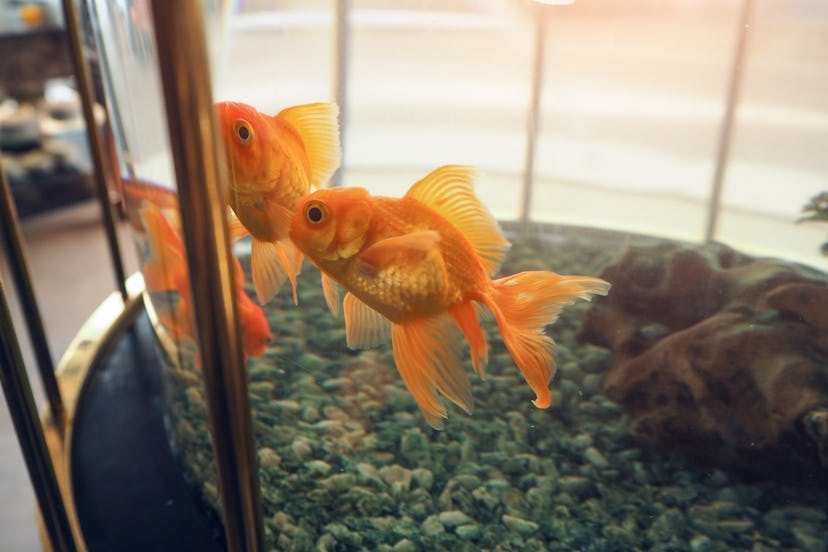 Goldfish swimming in glass jar with their friends.