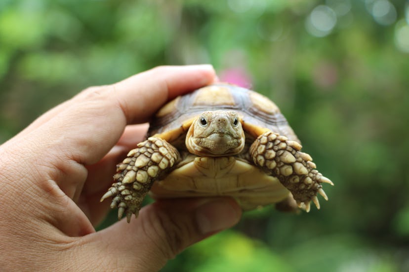 Tortoise on the hands of man (African spurred tortoise ),Cute portrait of baby tortoise ,Geochelone ...