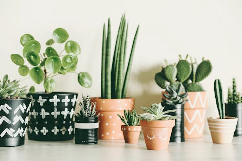 Modern composition of home garden filled a lot of plants in different hipster pots. White background...