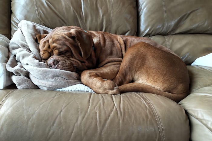 dog sleeping on furniture