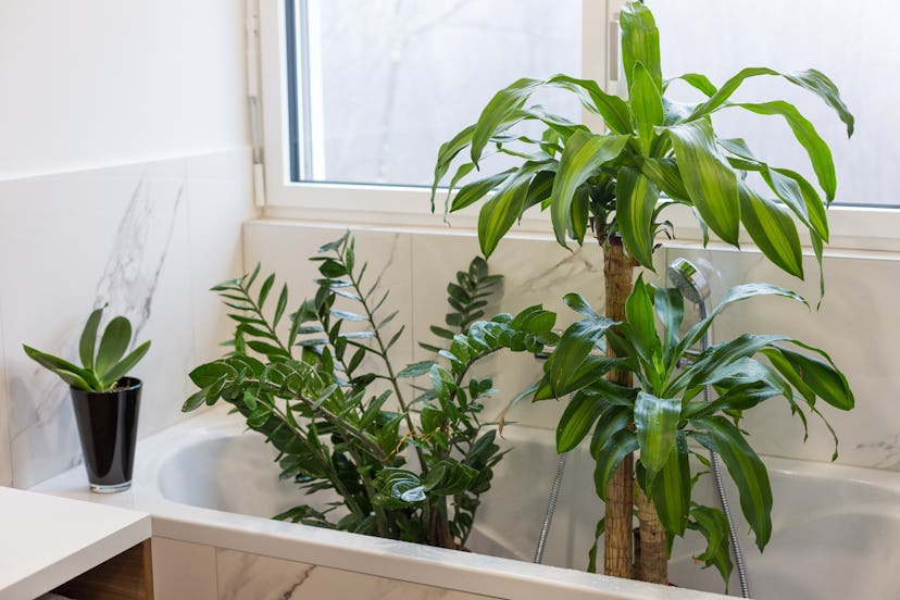 Watering and washing indoor plants in the bath
