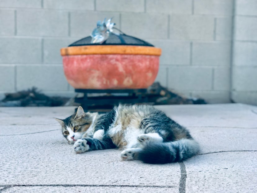 Cat outside relaxing