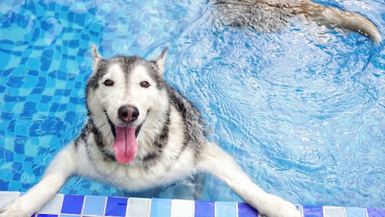 A smiley dog, handsome Siberian husky, white and grey fur colored is swimming in the new blue pool t...