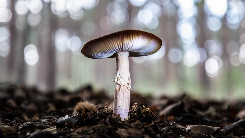 Does microdosing magic mushrooms actually work? Experts weigh in