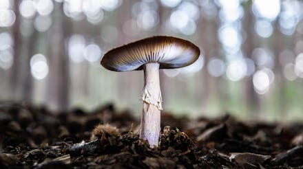 magic mushroom forest floor