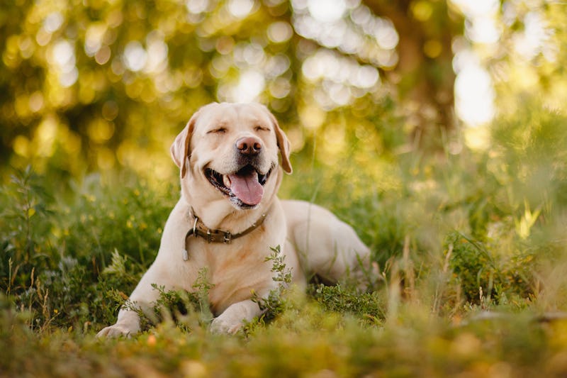 Active, smile and happy purebred labrador retriever dog outdoors in grass park on sunny summer day.