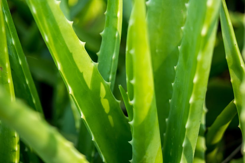 Aloe vera is tropical green plants tolerate hot weather. A close up of green leaves, aloe vera. Aloe...