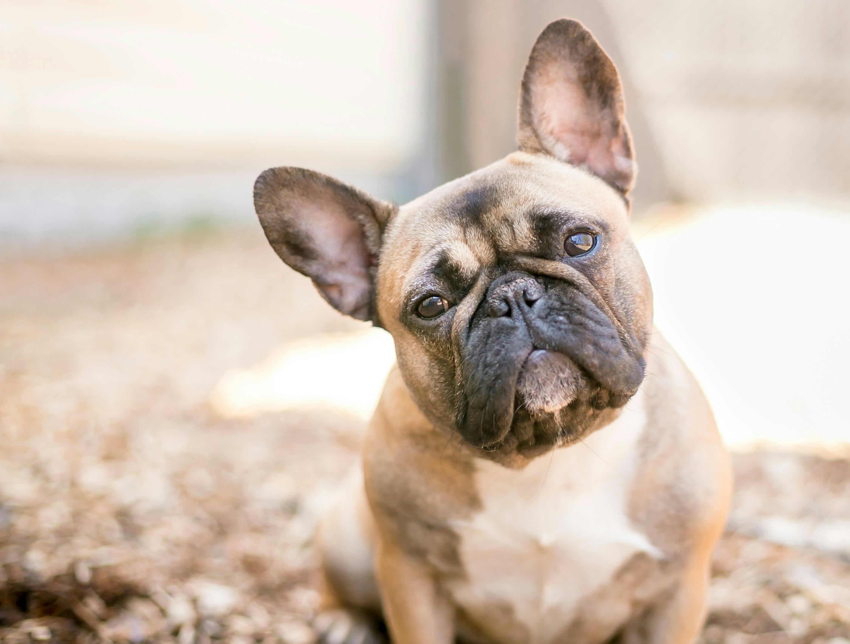 8 Dog Breeds You Can Leave Alone In The House, But Only If You *Have To*