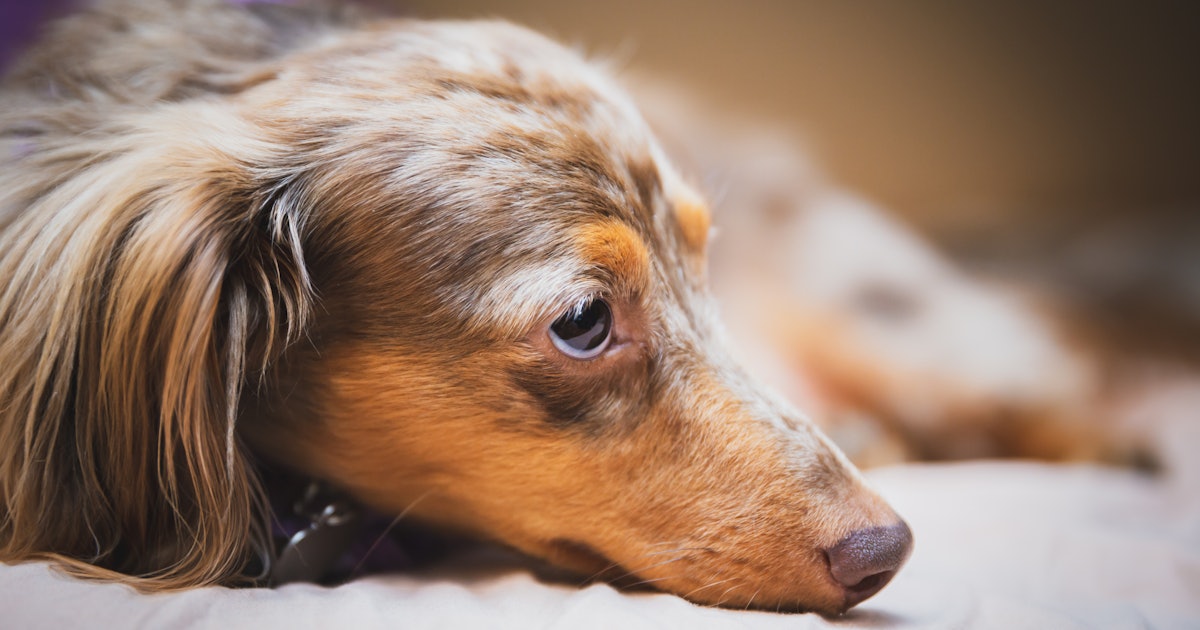 12 Dog Breeds For People Who Don T Live Near Family