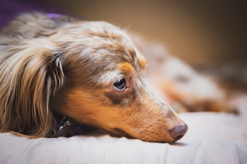Longhaired dapple dachshund with brown and white fur laying on a bed.