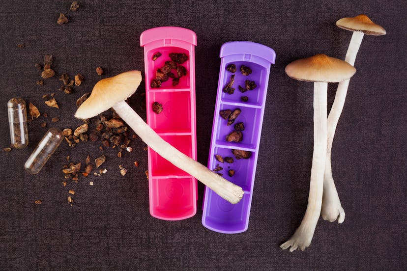 Fresh and dried psychedelic mushrooms in gel caps and pill box. Alternative medicine. Microdosing. M...