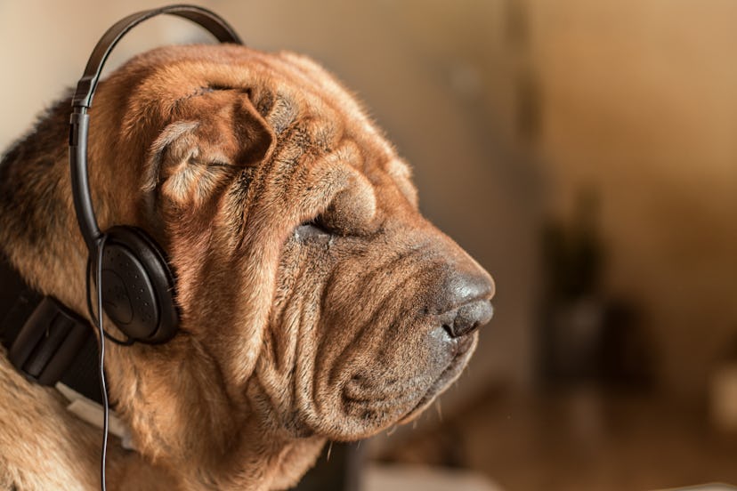 Dog with music headphones. Race Shar pei