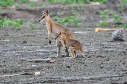 Agile Wallaby or Sandy Wallaby (Macropus agilis) with joey,  Bamurru Plains near Northern Territory,...