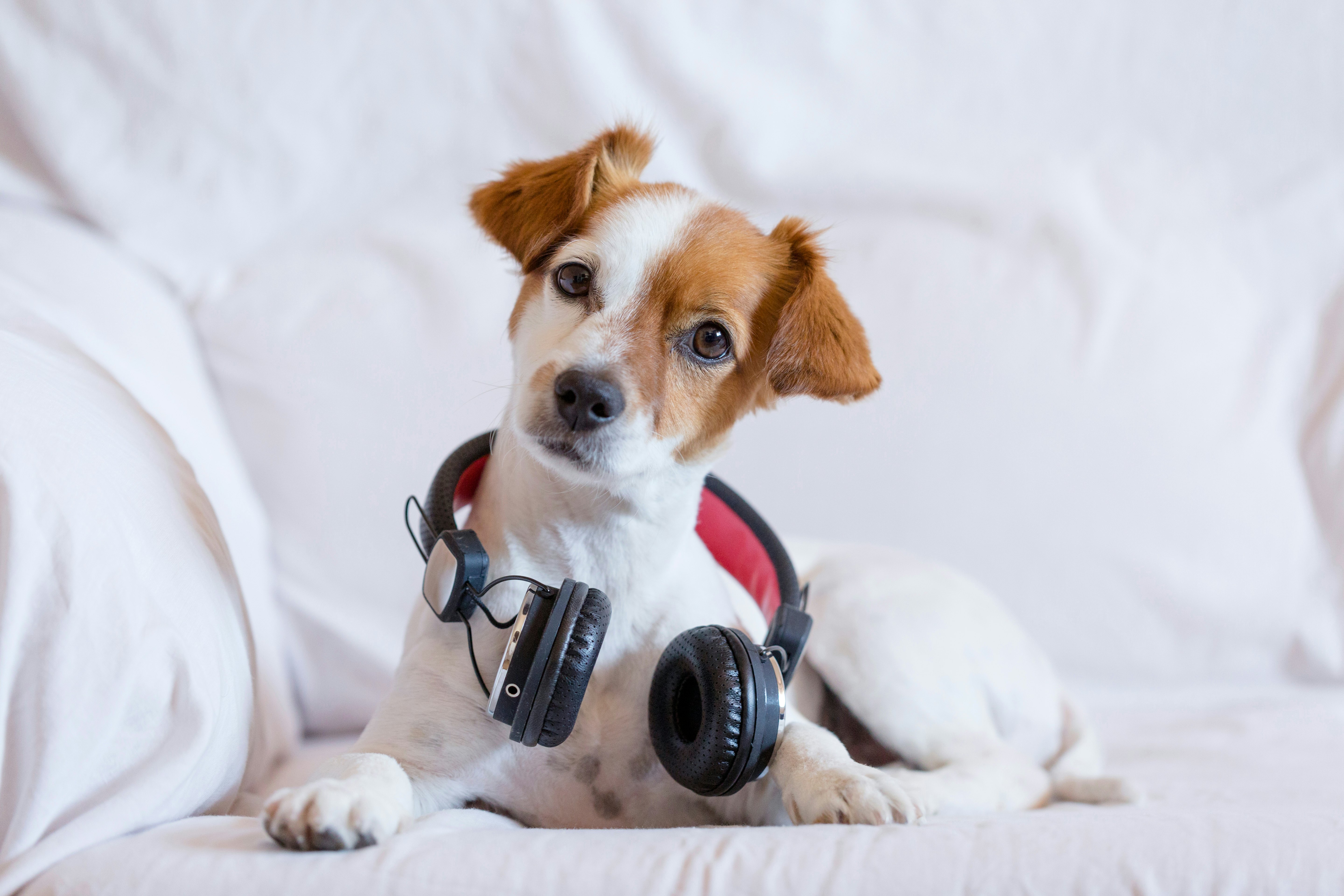 music for separation anxiety in dogs