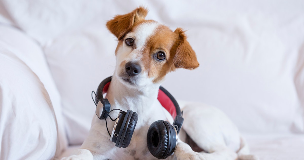 What Music Do Dogs Love Here S What Experts Recommend You Play