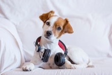 cute young small dog listening sitting on the sofa with headphones. Looking at the camera, pets indo...