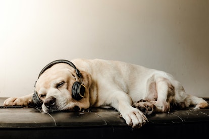 The Cute Labrador retriever dog sleeping and relax with headphone