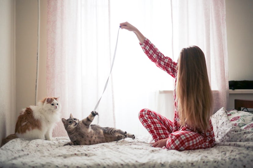 beautiful girl in pajamas with long hair plays with two cats on the bed with a rope, against the win...
