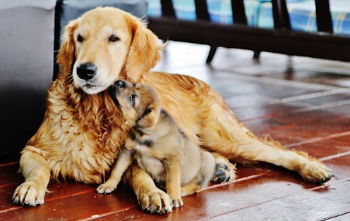 dog and puppy
