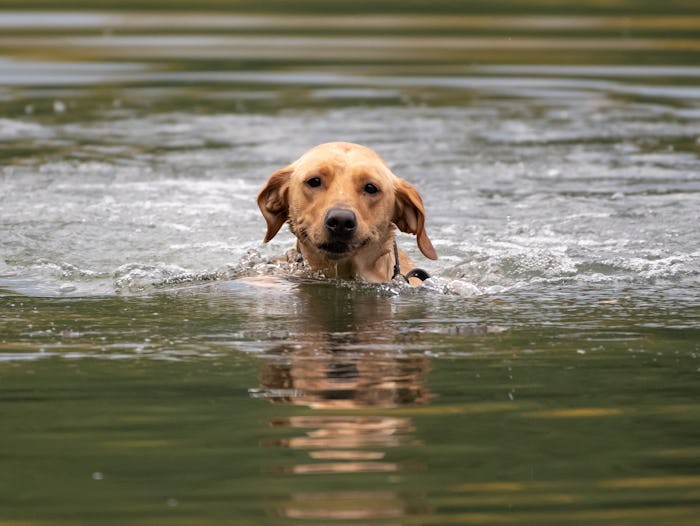 Dog in water