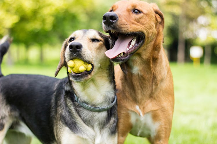 These Photos Of Dogs Rejected From Doggy Daycare are the cutest things you'll see all week.