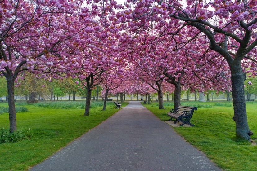 Cherry blossoms in full bloom, Greenwich Park, London, United Kingdom