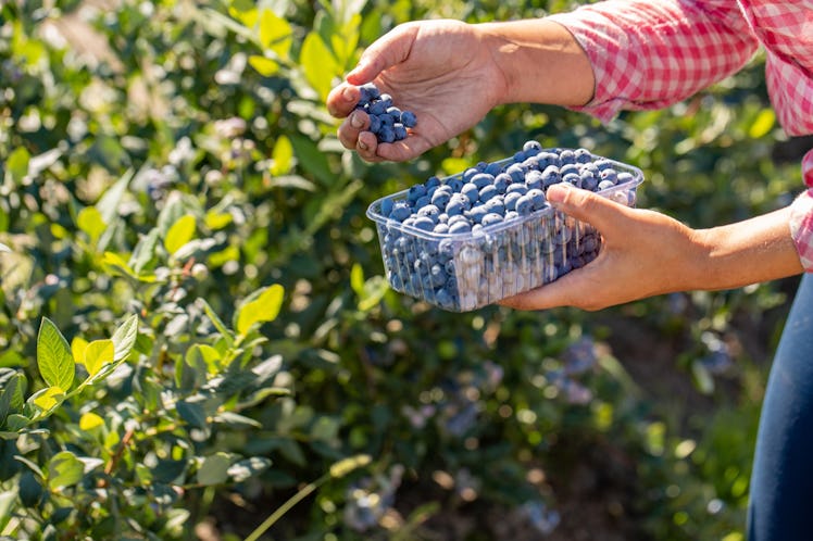Woman collecting blueberries. professional harvest of berries