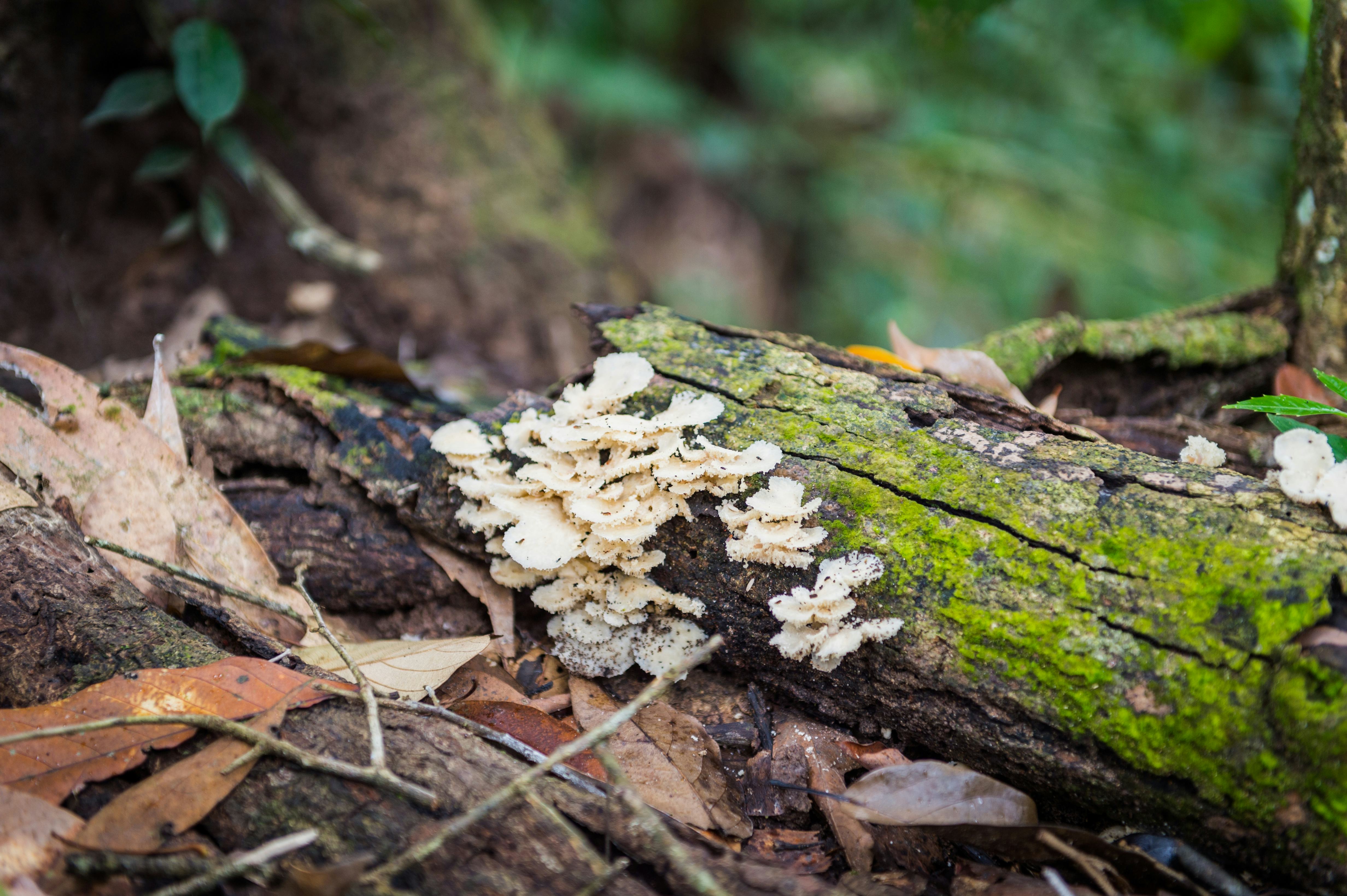 Global warming might have allowed a dangerous fungal infection to emerge